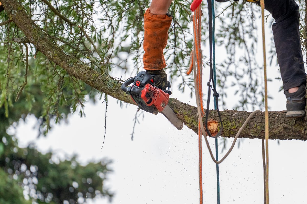 Arborist is seen high up in a tree, securely suspended in a harness while using a chainsaw to prune branches. The image showcases the professional tree maintenance tools and safety gear being used