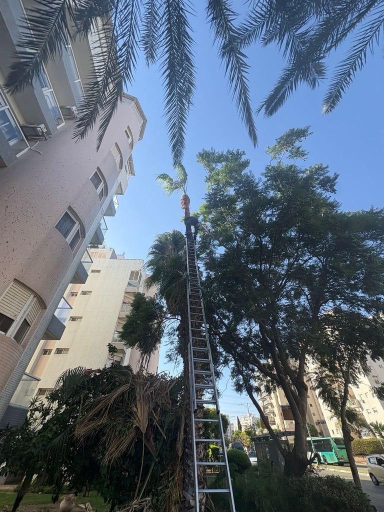 Worker on tall ladder trimming palm tree fronds between apartment buildings on clear sunny day